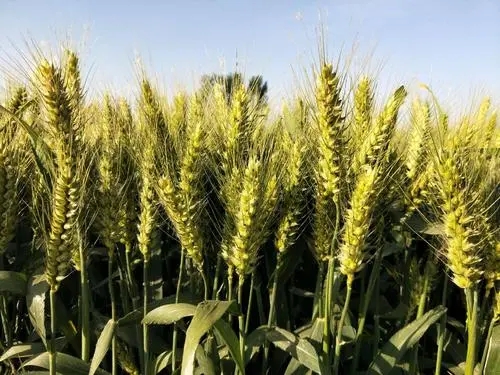 閑置小麥種子脫粒機(jī)保存不當(dāng)會(huì)出現(xiàn)哪些故障？